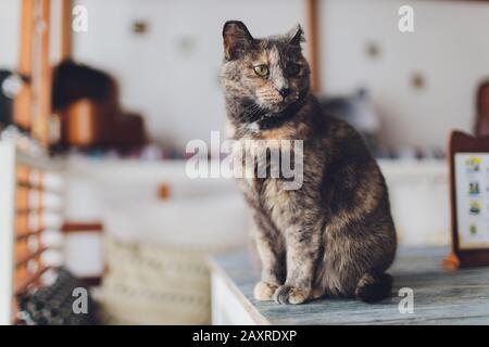 Kitten, resting cat on a flor in colorful blur background, cute funny cat close up, young playful cat at home, domestic, relaxing, resting,playing at Stock Photo
