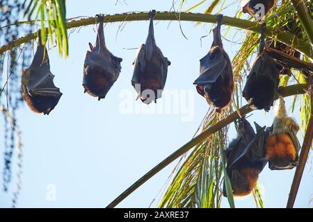 Gray-headed Flying Fox, Pteropus poliocephalus, hanging on branch, Australia Stock Photo