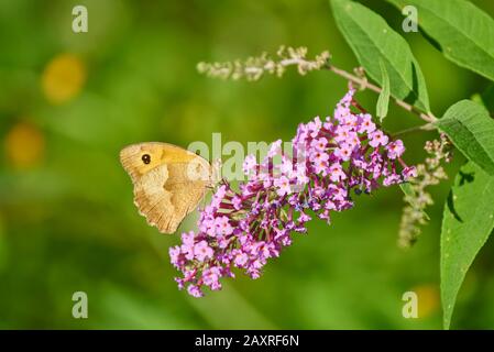 Great meadow bird, Coenonympha tullia, butterfly shrub blossom, sideways, Basque Country, Spain Stock Photo