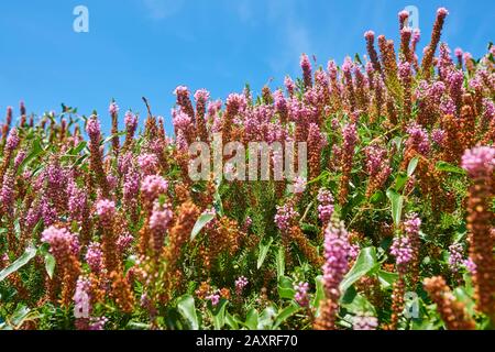 Ährenheide, Transylvanian heather, Erica spiculifolia, blooming on the Way of St. James on the mountain Jaizkibel, Basque Country, Spain Stock Photo
