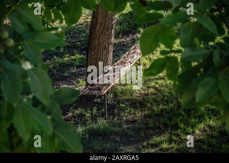 Bench under tree in Spello, province Perugia, Umbria, Italy Stock Photo