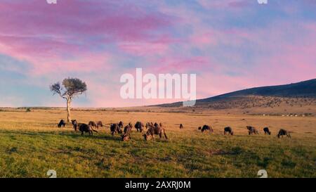 African sunset panoramic background with silhouette of the animals Stock Photo