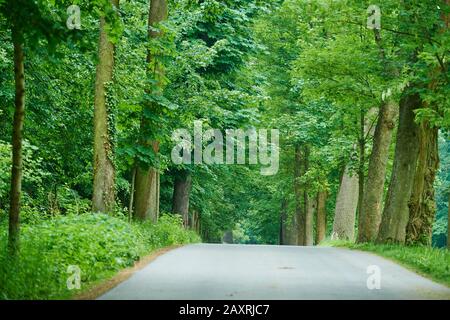 Chestnut Avenue at rain, Saxony, Germany Stock Photo