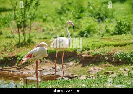 Pink flamingo, Phoenicopterus roseus, meadow, standing, sideways, look into the camera Stock Photo