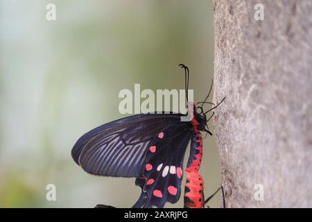 close up and side view of black domestic male butterfly insect meeting to other female butterfly on the brown tree in the nature,butterfly insect wing Stock Photo