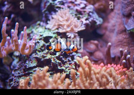 Orange clownfish or percula clownfish (Amphiprion percula), sideways, swimming Stock Photo