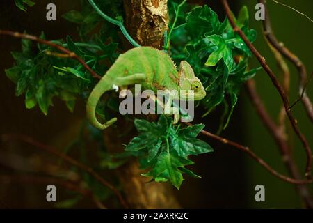 Yemen chameleon, Chamaeleo calyptratus, sideways, climbing, Stock Photo