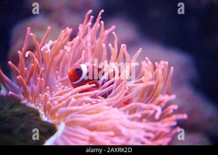 Orange clownfish or percula clownfish (Amphiprion percula), sideways, swimming Stock Photo