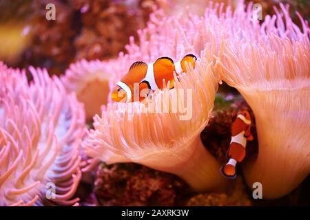 Orange clownfish or percula clownfish (Amphiprion percula), sideways, swimming Stock Photo