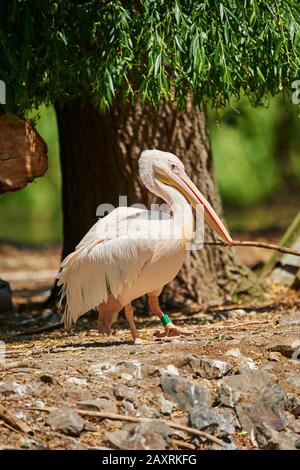 Dalmatian Pelican, Pelecanus crispus, standing sideways Stock Photo