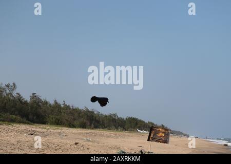 close up of a black crow flying on beach with clear sky background, concept for air power, flying crow bird Stock Photo