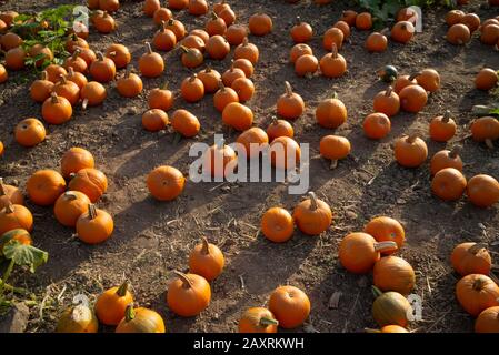 Pumpkin patch in Southern California with a variety of pumpkins to choose from Stock Photo
