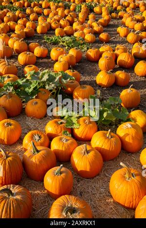 Pumpkin patch in Southern California with a variety of pumpkins to choose from Stock Photo