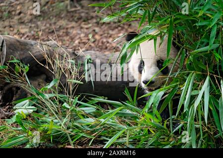 Close-up portrait of a Giant panda hiding behind bamboo leaves in national park Stock Photo