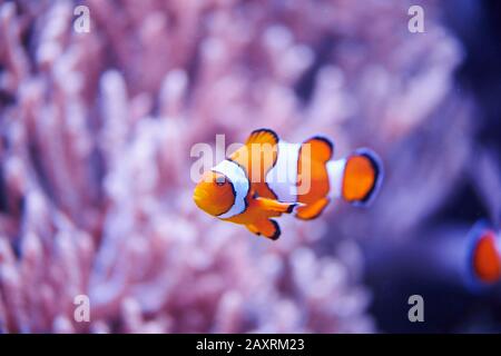 Orange clownfish or percula clownfish (Amphiprion percula), sideways, swimming Stock Photo