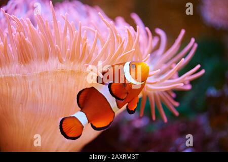 Orange clownfish or percula clownfish (Amphiprion percula), sideways, swimming Stock Photo