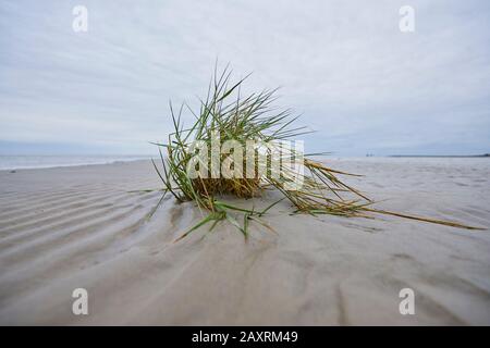 Beach grass (Ammophila) in winter at low tide, North Sea, Bremen Stock Photo
