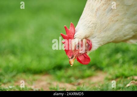 Domestic fowl, Gallus gallus domesticus, female, portrait, sideways, Stock Photo