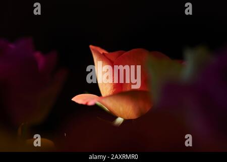 Rose (pink), two-tone, red, orange, petals, detail Stock Photo