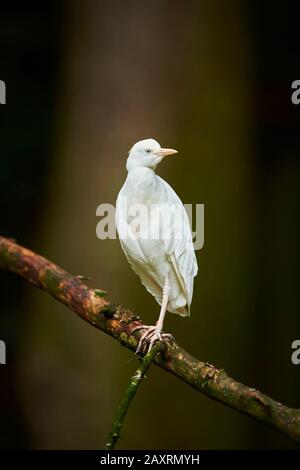 Cattle Egret, Bubulcus ibis, branch, frontal, standing Stock Photo