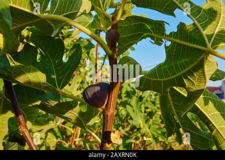 Fig tree (Ficus carica), fruits, Cres, Croatia Stock Photo
