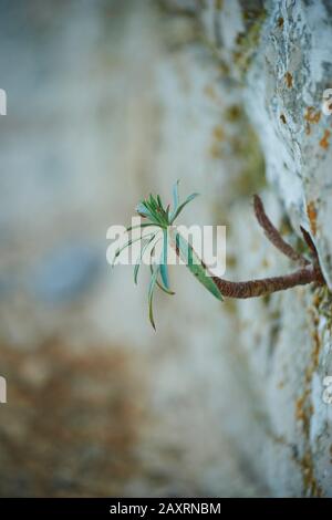 caper spurge, Euphorbia lathyris, grow, wall, Cres, Croatia Stock Photo