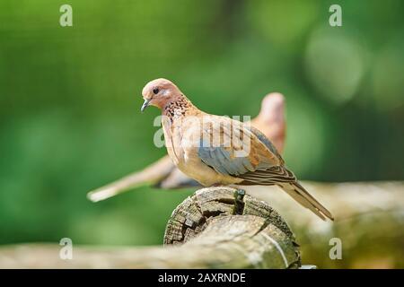 Dark Cuckoo Dove (Macropygia phasianella), tree trunk, sideways, sitting Stock Photo