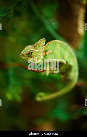 Yemen chameleon, Chamaeleo calyptratus, sideways, climbing, Stock Photo