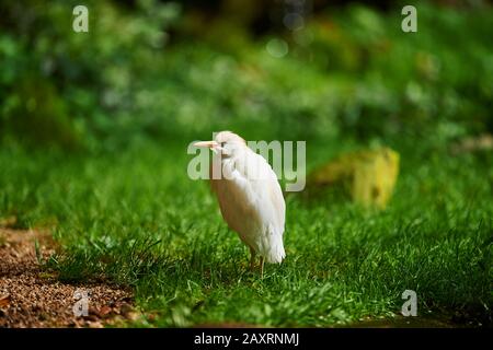 Cattle Egret, Bubulcus ibis, meadow, frontal, standing Stock Photo