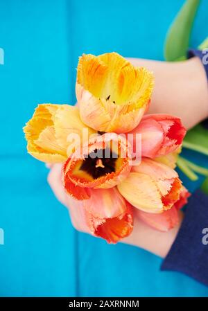 Tulip bouquet, garden tulips, Tulipa Gesneriana, flowers, spring Stock Photo