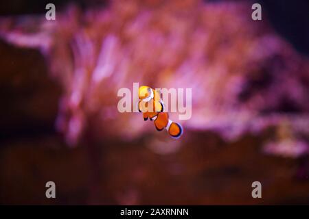 Orange clownfish or percula clownfish (Amphiprion percula), sideways, swimming Stock Photo