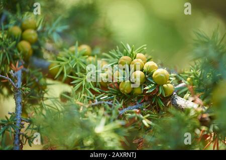 Common Juniper, Juniperus communis, fruits, mature, Cres, Croatia Stock Photo