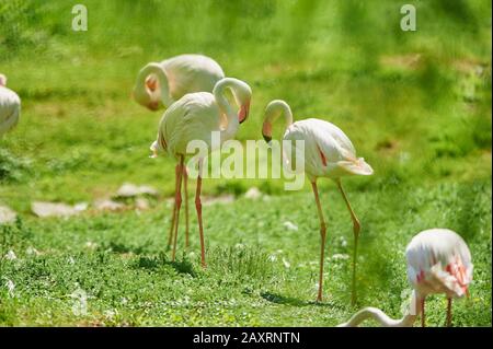Pink flamingo, Phoenicopterus roseus, meadow, standing, sideways, look into the camera Stock Photo