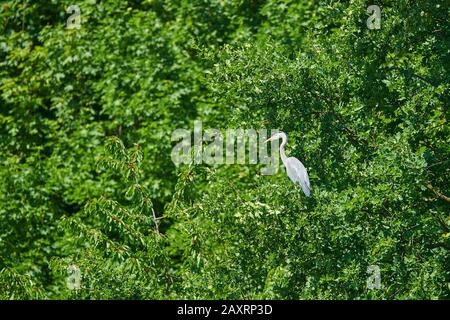 Great Blue Heron, Ardea cinerea, branch, standing, sideways Stock Photo