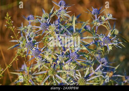 Amethyst eryngo (Eryngium amethystinum), blossom, Cres, Croatia Stock Photo