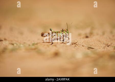Mottled grasshopper, Myrmeleotettix maculatus, ground, sitting sideways, Cres, Croatia, Europe Stock Photo