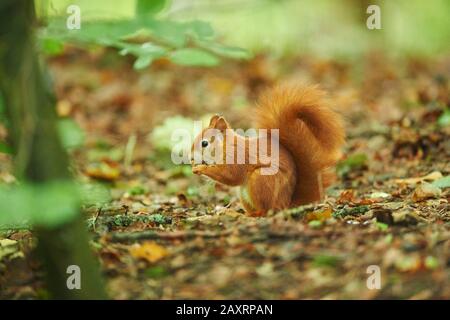 Squirrel, Sciurus vulgaris, lateral, standing, eating Stock Photo