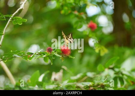 King swallowtail, Papilio thoas, blossom, fly Stock Photo