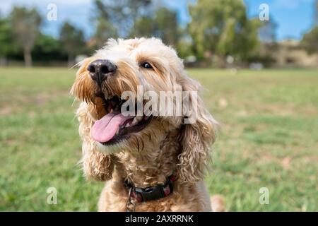 A honey coloured Spoodle dog sits quietly in a park after time playing with a ball. Stock Photo
