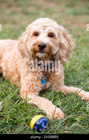 A honey coloured Spoodle dog sits quietly in a park after time playing with a ball. Stock Photo