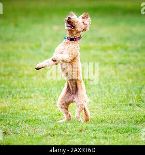 A Spoodle dog chases a ball in an Australian park Stock Photo