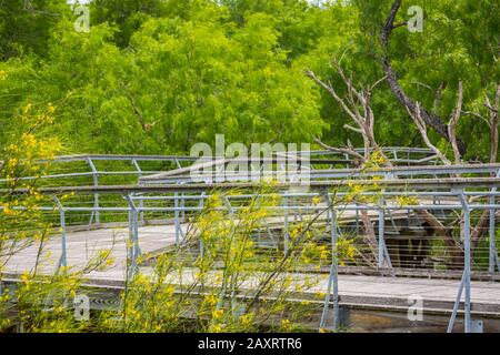 A gorgeous view of the forest in World Birding Center while taking a stroll Stock Photo