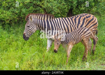 Burchell's zebra mare and foal interaction isolated in the wild image in horizontal format Stock Photo
