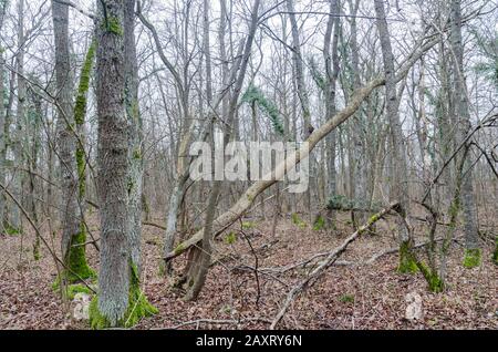 Untouched deciduous self thinning forest in a swedish nature reserve on the island Oland Stock Photo