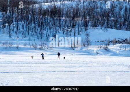 Sweden, Lapland, hikers with dogs on frozen Torneträsk Stock Photo