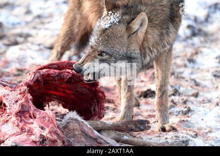 Wolf with prey, aggression, baring teeth Stock Photo