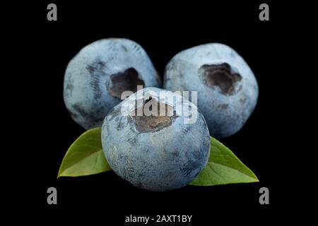 Blueberry with leaf closeup isolated on black background Stock Photo