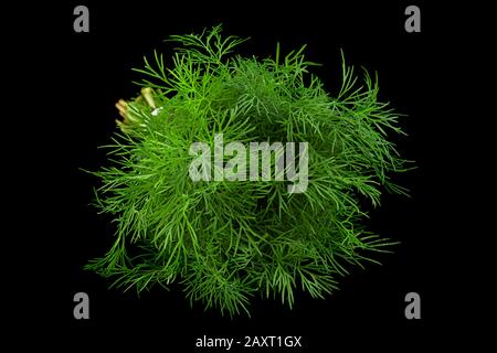Dill herb bunch isolated on black background Stock Photo