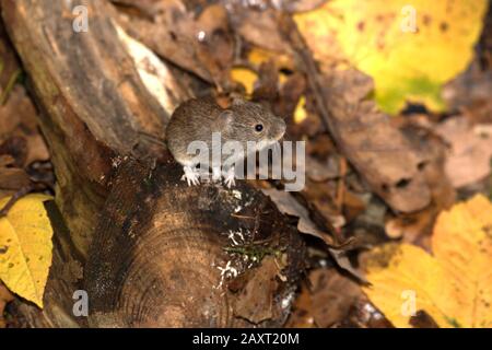 bank vole looking for food in the forest Stock Photo