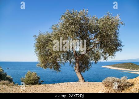 A lonely olive tree in greek island Thassos during winter Stock Photo